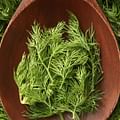 fresh dill herb