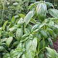 fresh basil leaves