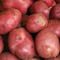 russet potatoes