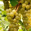 Riesling Grapes