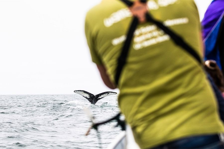 Alaska Galore Tours whale watching