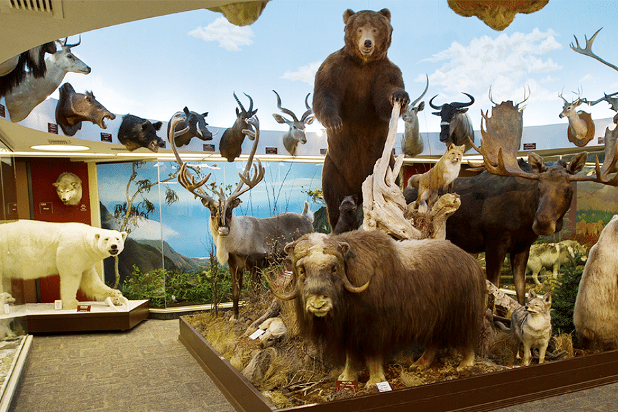 Alaskan wildlife museum display