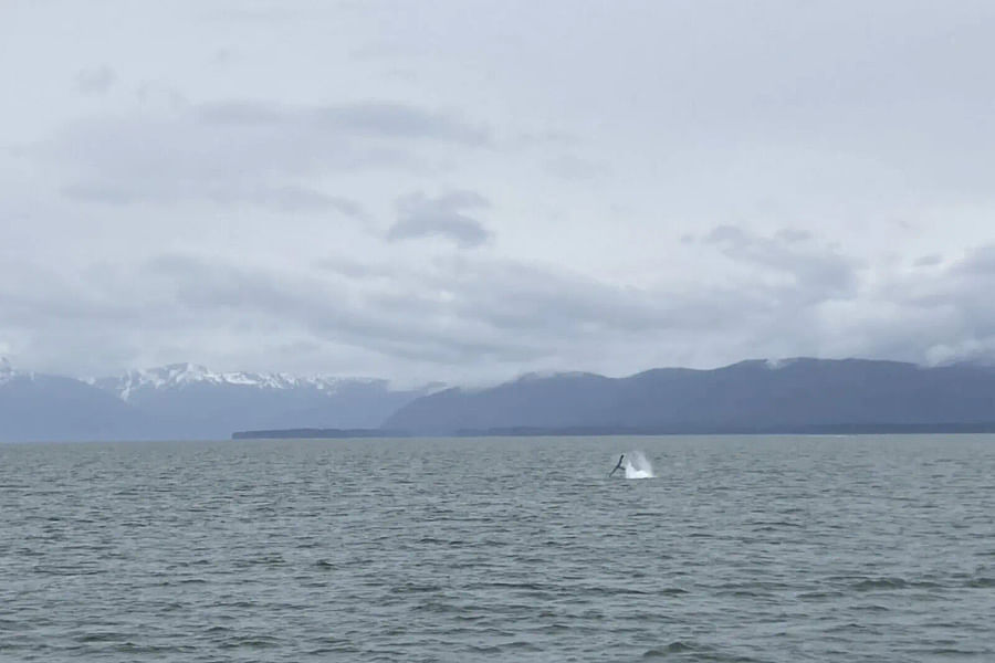 Gastineau Guiding Company whale watching