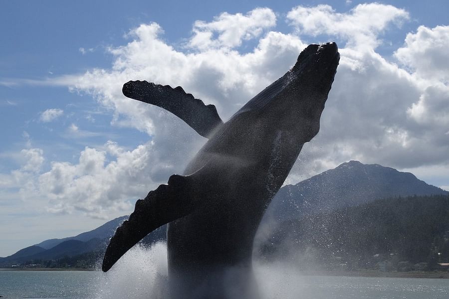 Harv and Marv's Outback Alaska whale watching