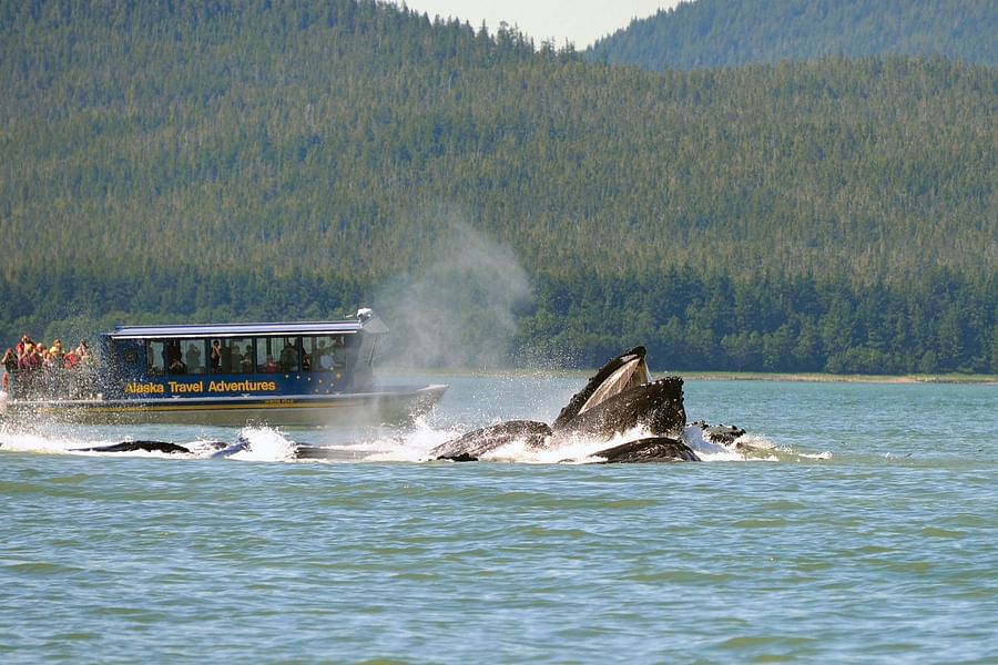 Juneau Whale Watch tours