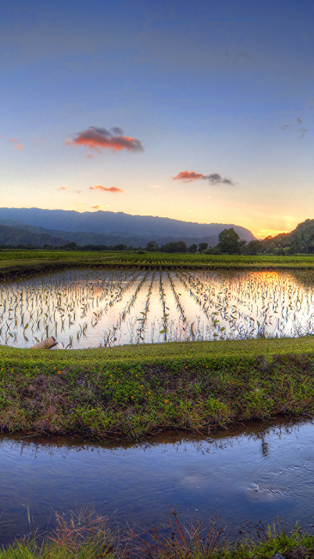 Hanalei Taro & Juice Co. Veggie Burger