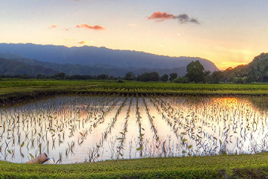 Hanalei Taro & Juice Co. Veggie Burger