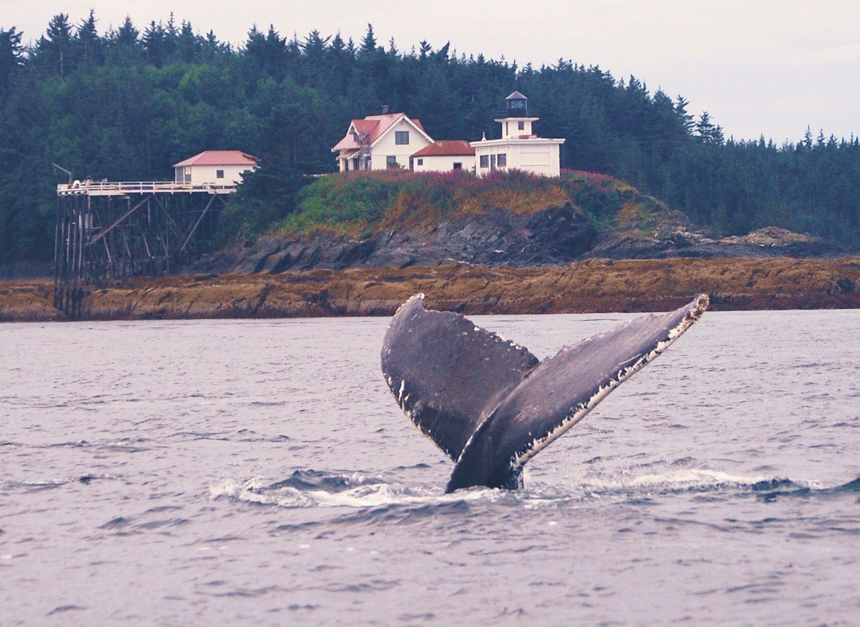 seaside cottage Juneau whales