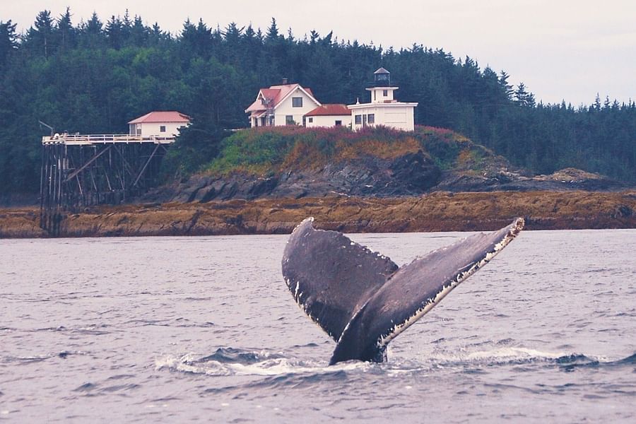 seaside cottage Juneau whales