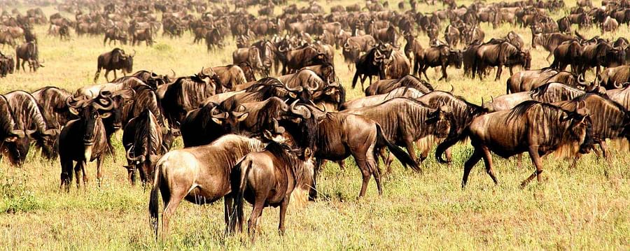 Wildebeest migration in the Serengeti National Park, Tanzania